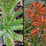 Aloe greatheadii v. davyana MCA (RSA)